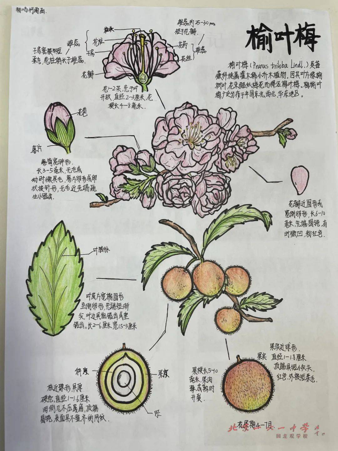 自然笔记绘画植物简单图片