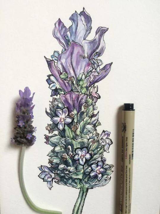 让人一学就会的针管笔花卉临摹完这一篇技法一定会大增