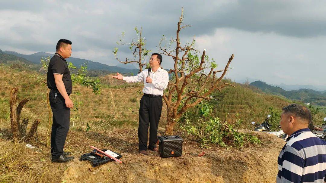 国强乡:邀农技专家为灾后生产"把脉"_冰雹_蔡荣生_进行了