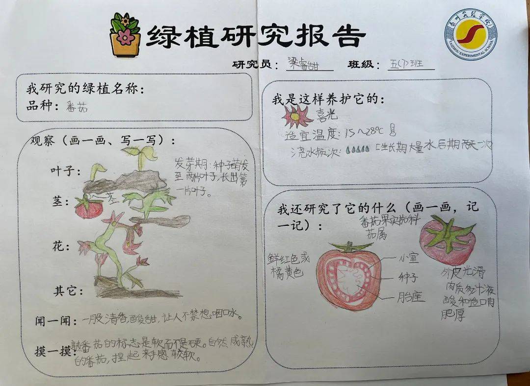 植物种子调查表图片