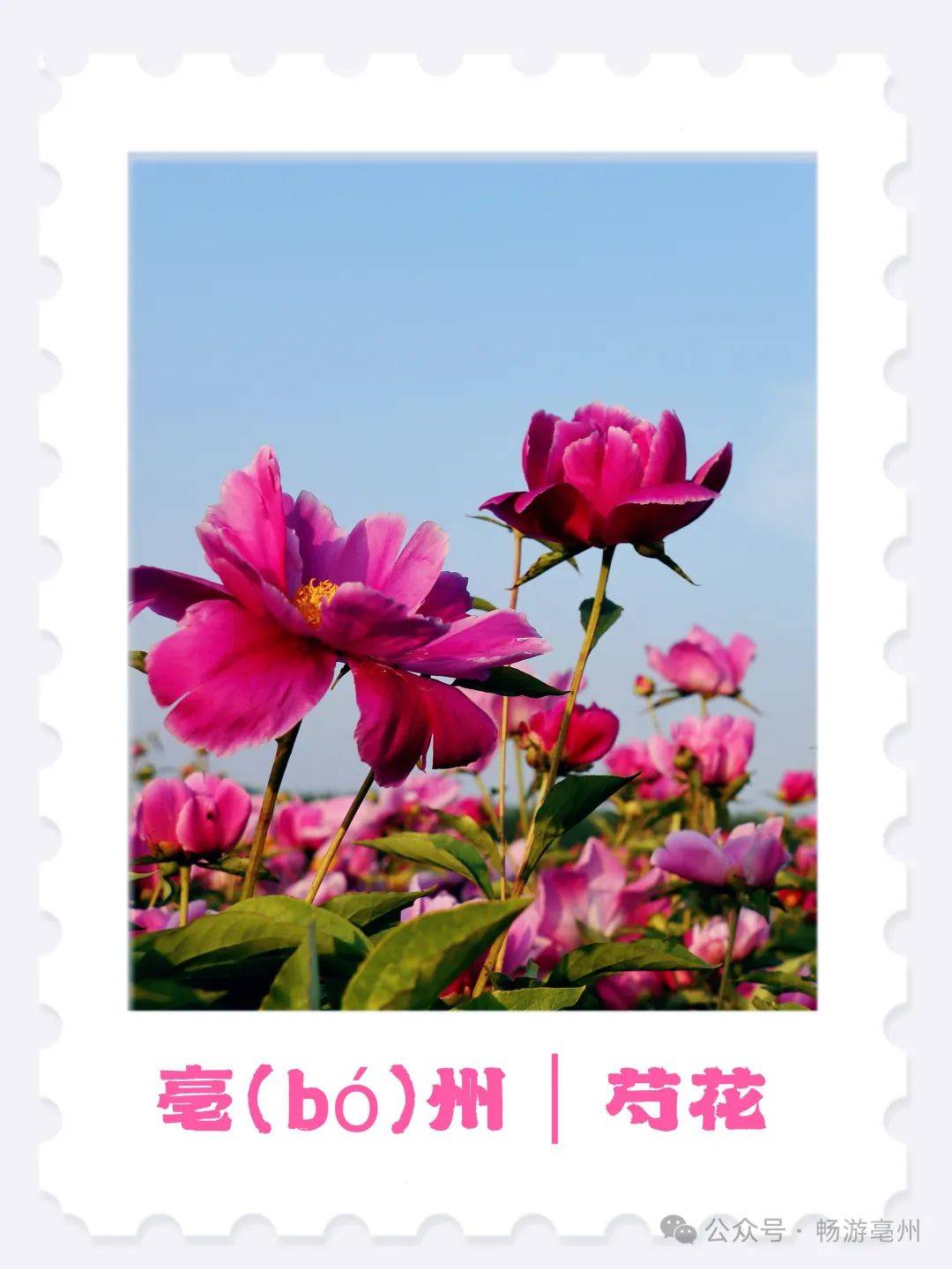 花情预报丨华佗百草园芍药花情来了