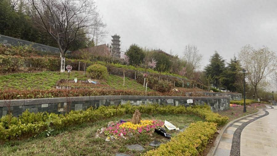 回归自然的陆地生态葬,你了解多少?_树葬_青岛市_逝者