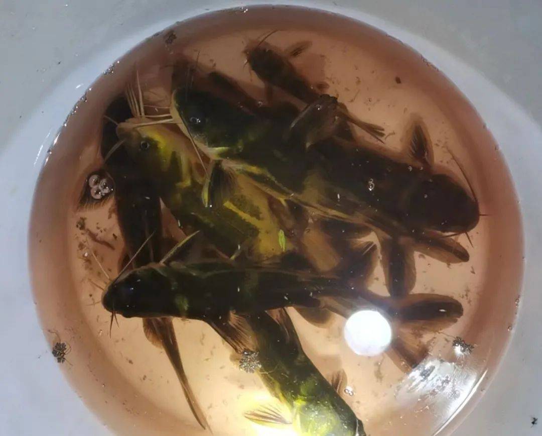 他们用蚯蚓打窝爆钓黄辣丁一晚上几十条又大又肥