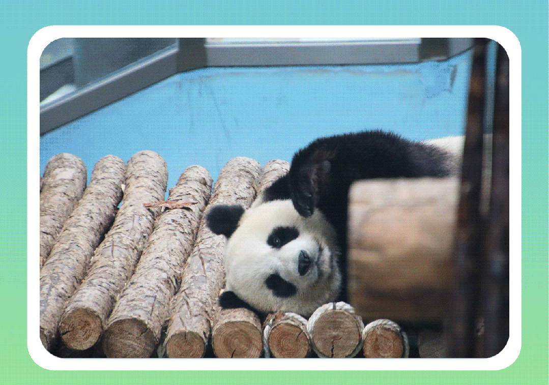 憨态可掬的熊猫三宝要将可爱卖萌进行到底;乔迁新居不久的河马也将在