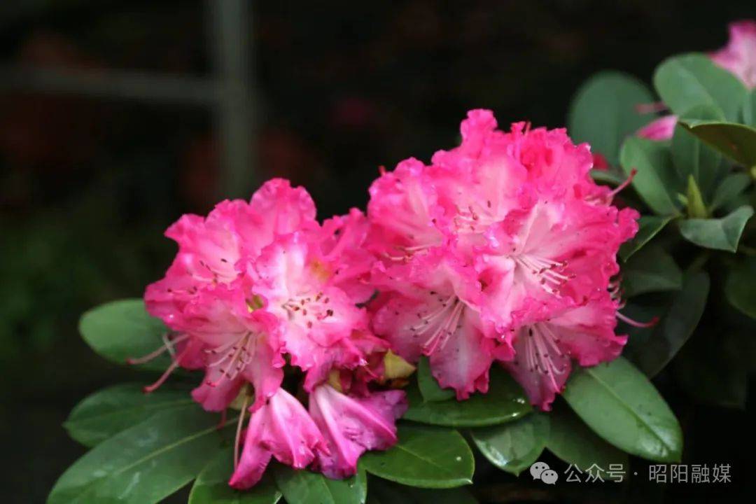 昭阳区引种高山杜鹃喜获成功20余种杜鹃灿烂绽放还可以借到家里欣赏