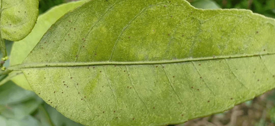 柑橘红蜘蛛防治要点