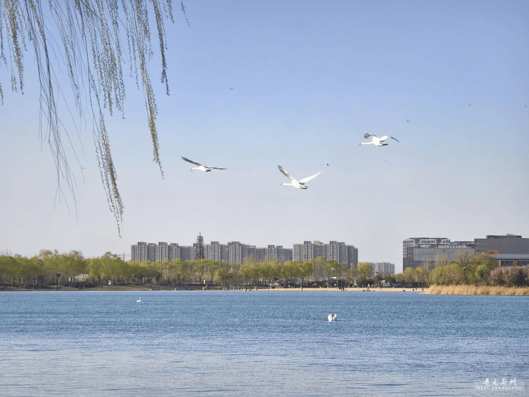 新郑天鹅湖畔图片