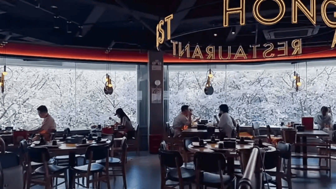 美得不像话上海一餐厅被樱花给的泼天富贵砸晕了靠窗一座难求食客纷纷