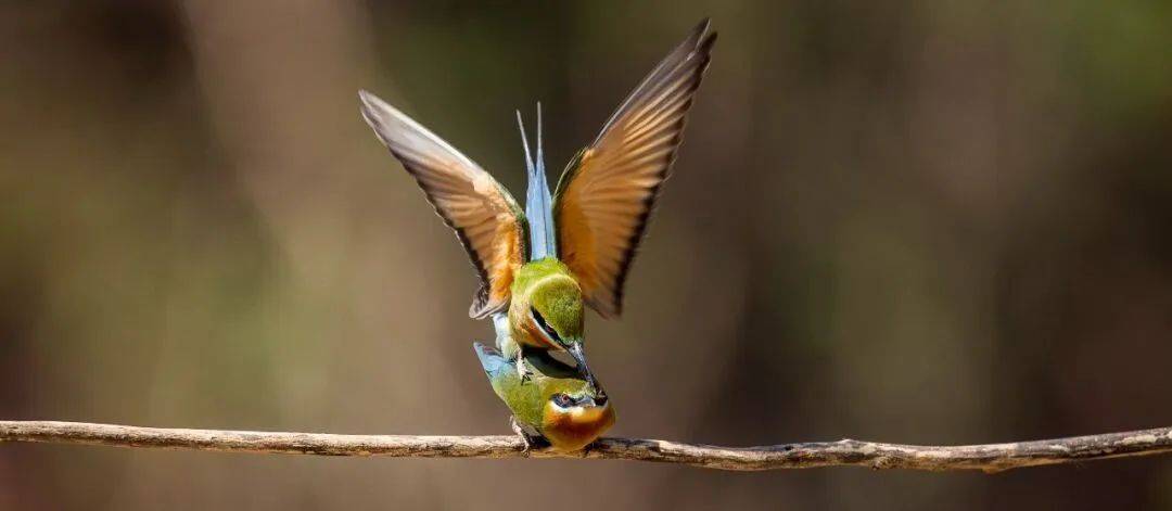 栗喉蜂虎又来巧家"安家"_保护_中国_鸟类