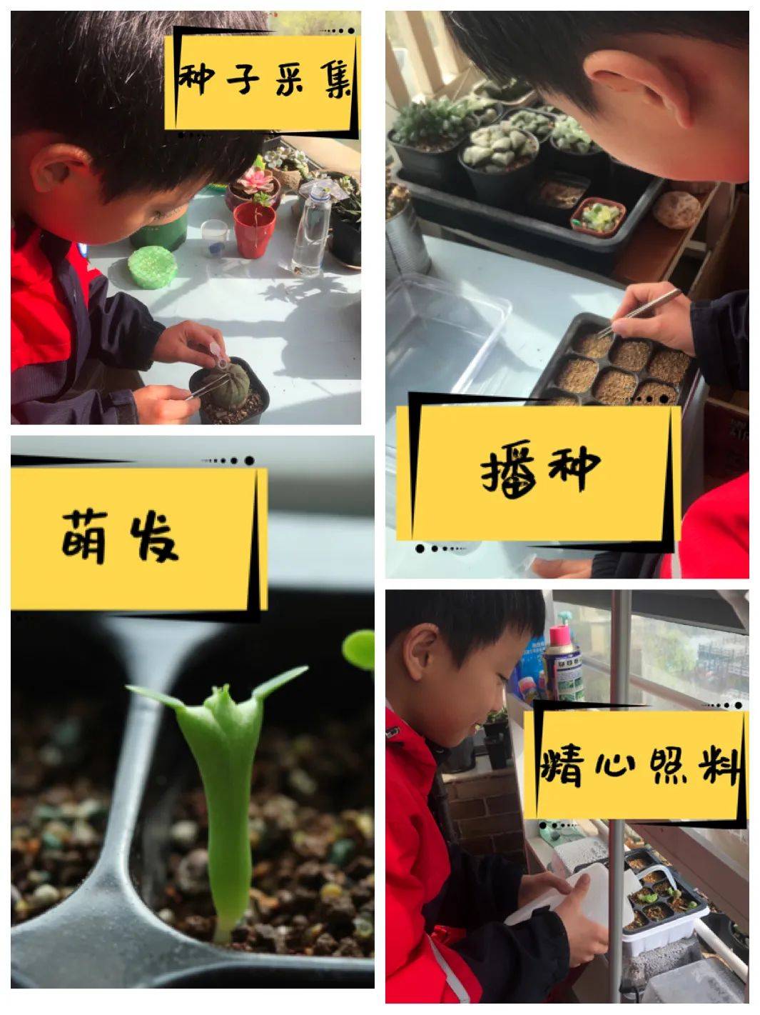 绿植小园丁 劳动润童心 ——泰州实验学校"绿植小园丁"劳动课程实践