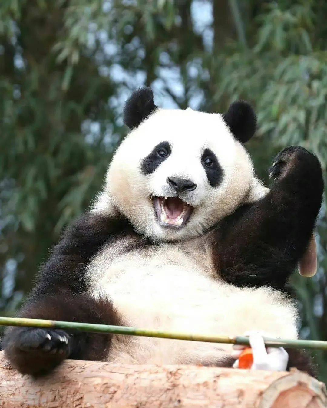 福宝是第一只在韩国出生的大熊猫,2020年7月20日出生