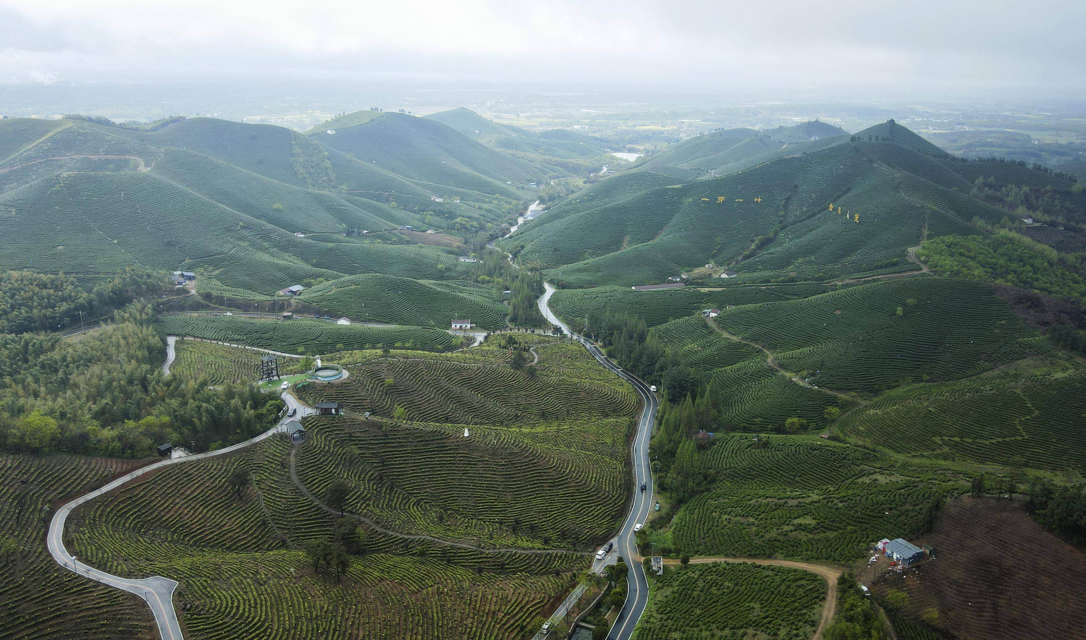4月3日拍摄的安徽省广德市金鸡笼村茶园风光(无人机照片).