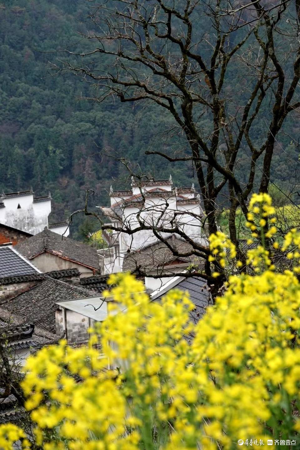 婺源查平坦,天上人家春光暖