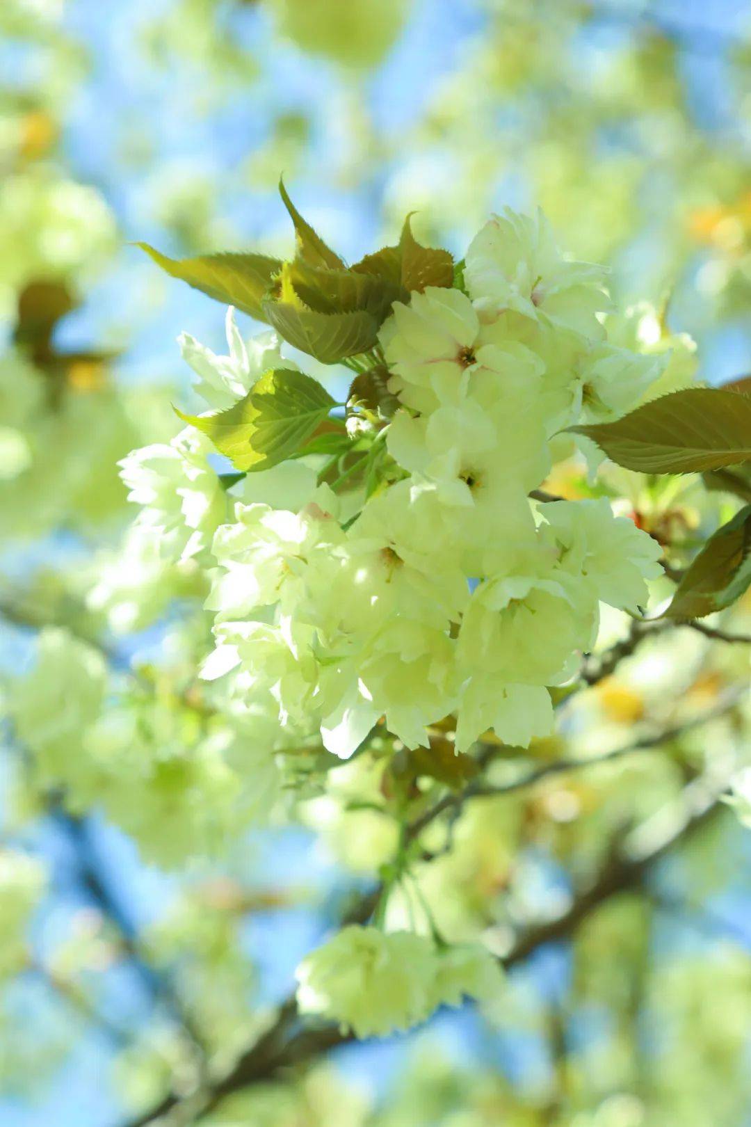 春天,你必须来青山看一次绿樱……_樱花_绿色_花瓣