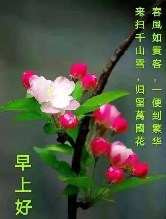 花瓶早上好祝福图片图片