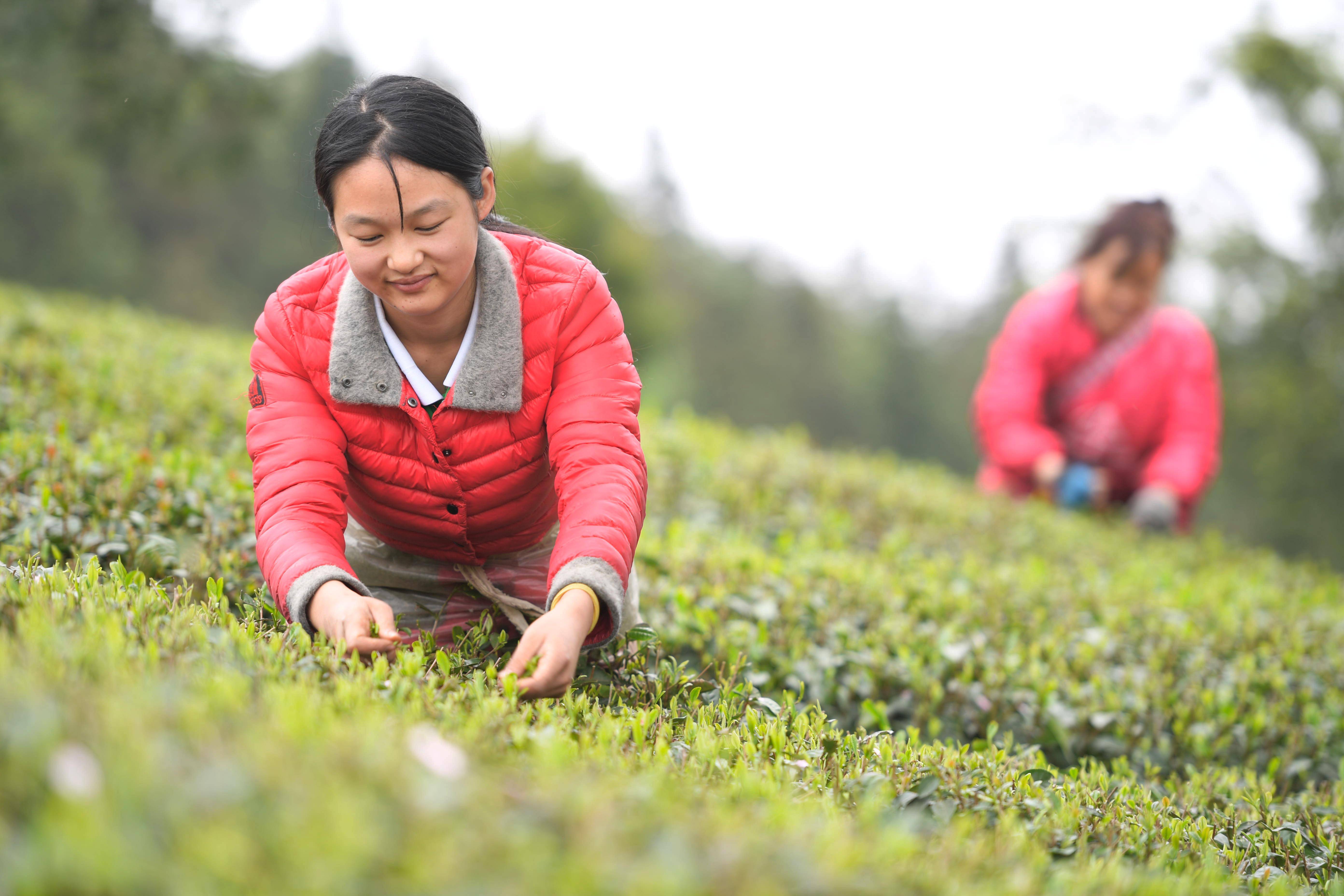 春茶歌手照片图片