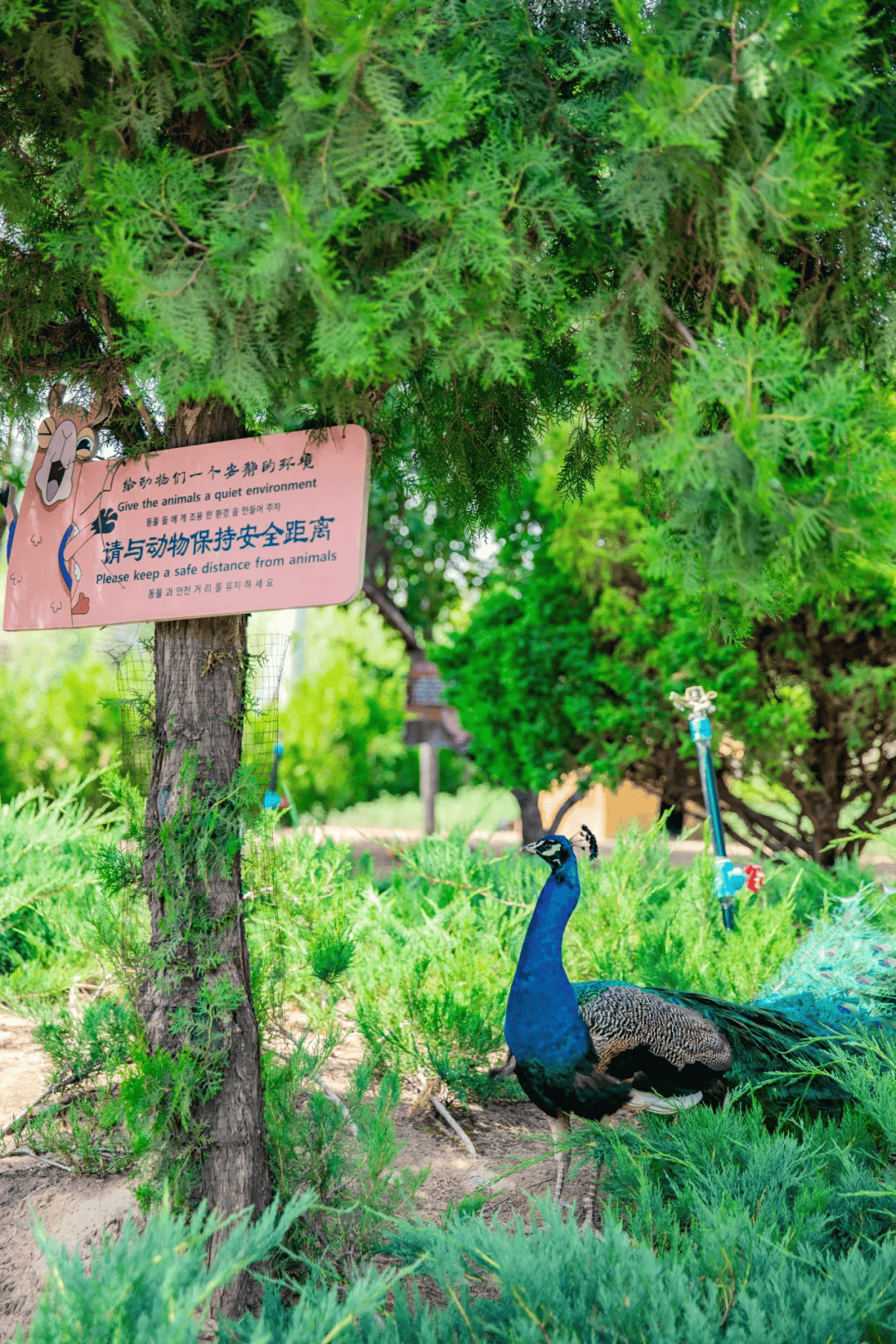 清明踏青游!快来榆林野生动物园穿汉服 赏杏花
