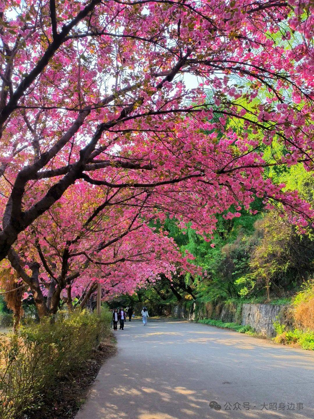 鱼洞樱花山公园图片