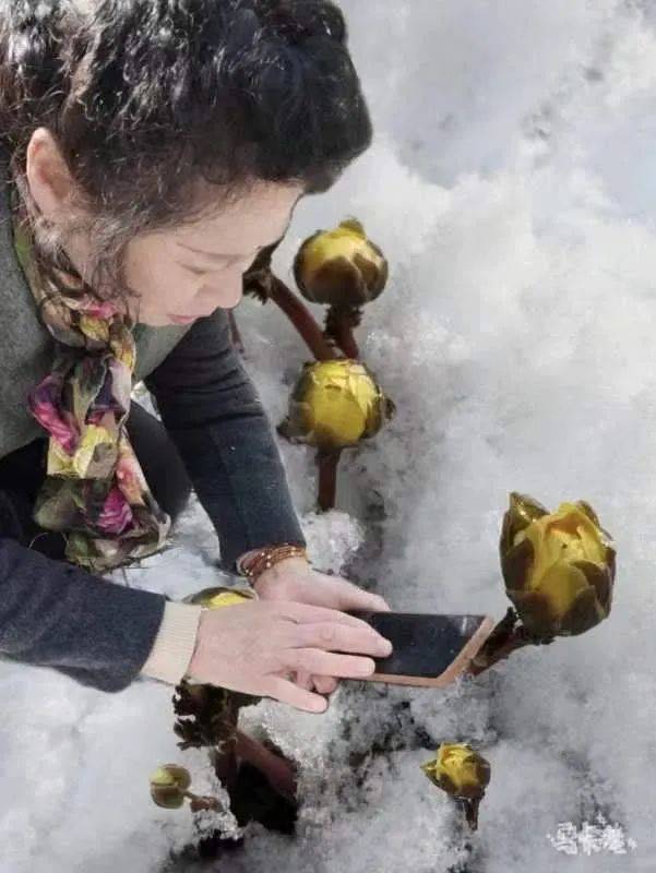 草根学文学冰凌花