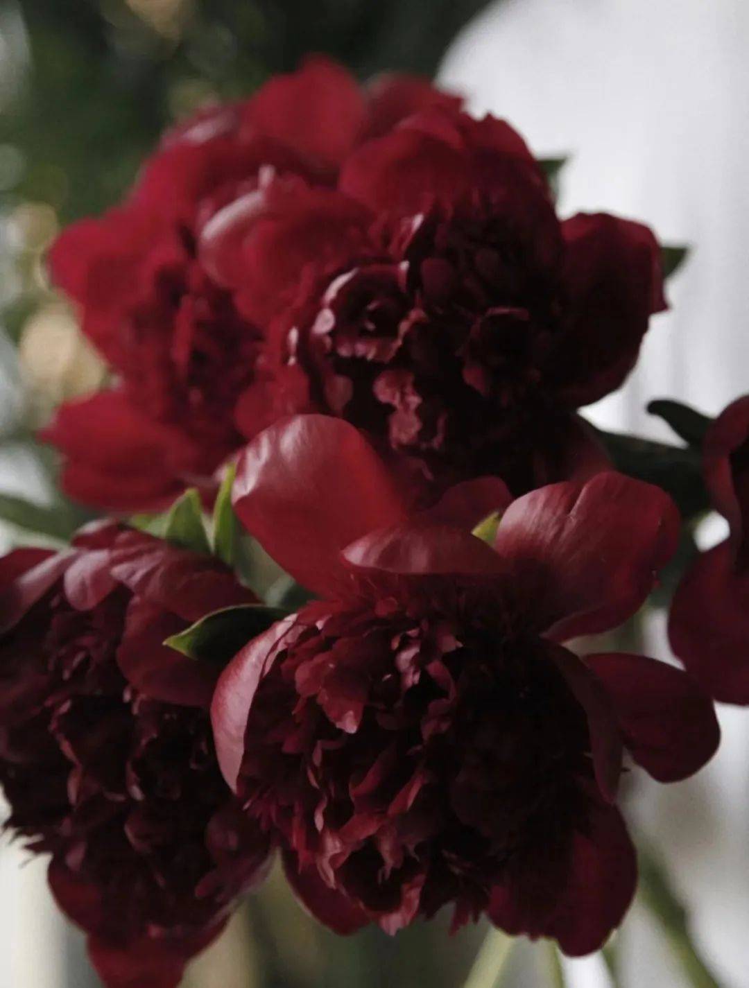 芍药鉴赏红色魅力