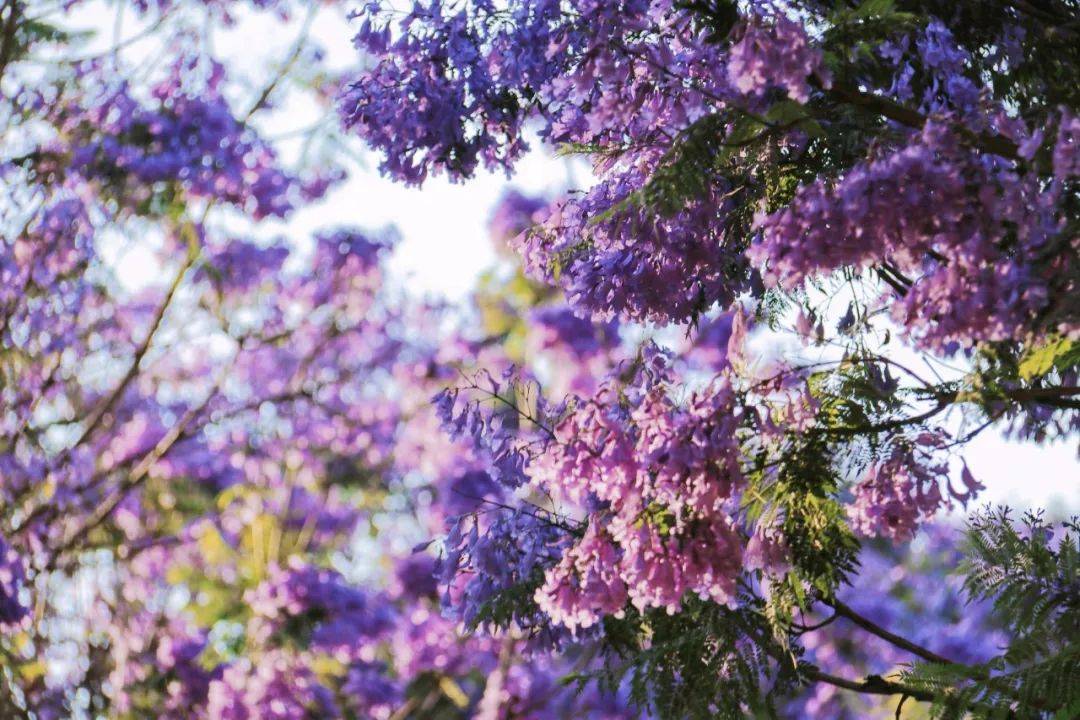 云南昆明,每年四月变身紫色花海!