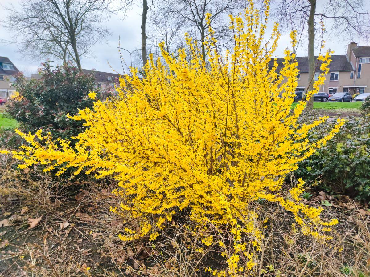 迎春花与连翘:春日双姝,各有千秋_花朵_文化_生长习性