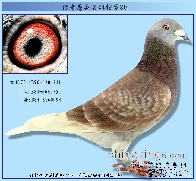 铭鸽传奇詹森名鸽档案红狐731