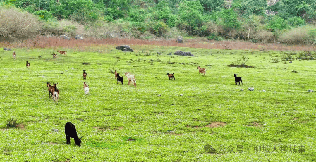柳城香格里拉你去过吗
