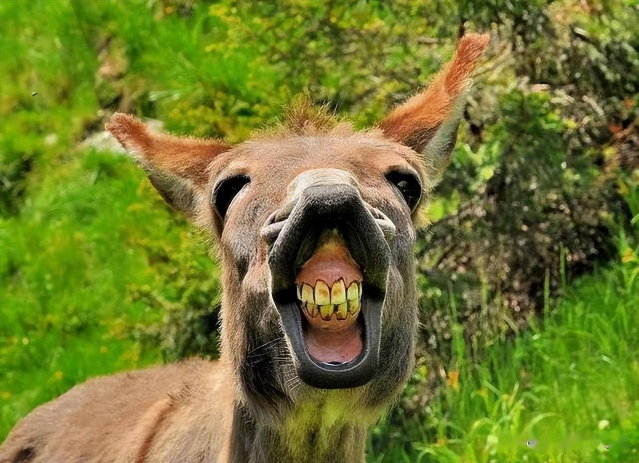 为什么叫"钓界驴大嘴"?