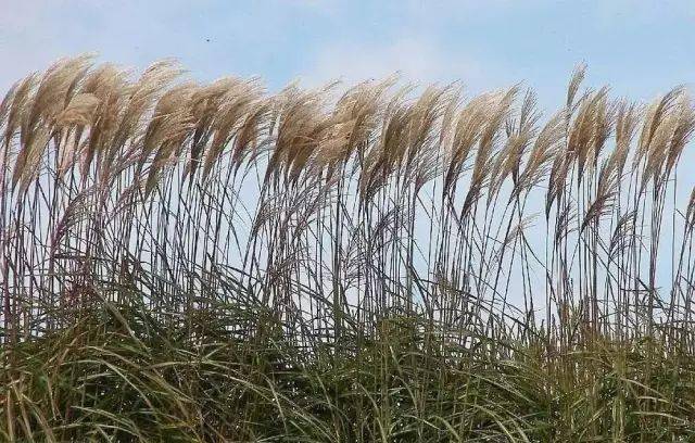 园林植物丨芒草类观赏草介绍_叶片_密度_形态