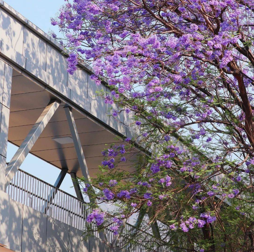 蓝花楹开了,樱桃,桑per也成熟上市,川南这个阳光城欢迎大家到访!