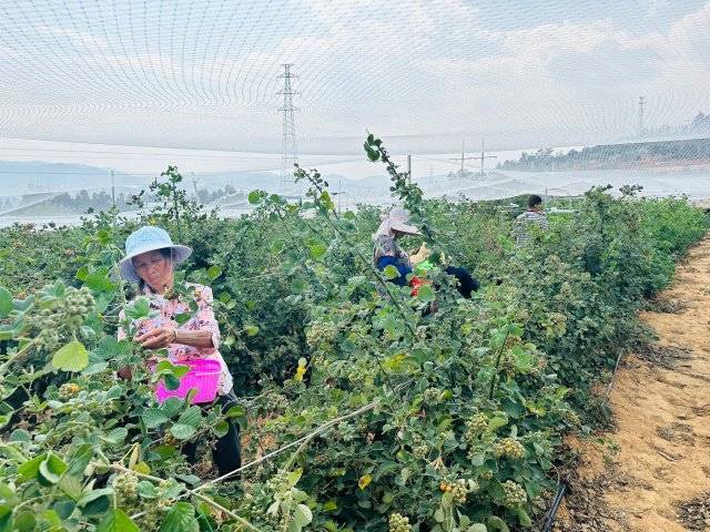 美好生活在云南玉溪江川无刺黄泡成熟