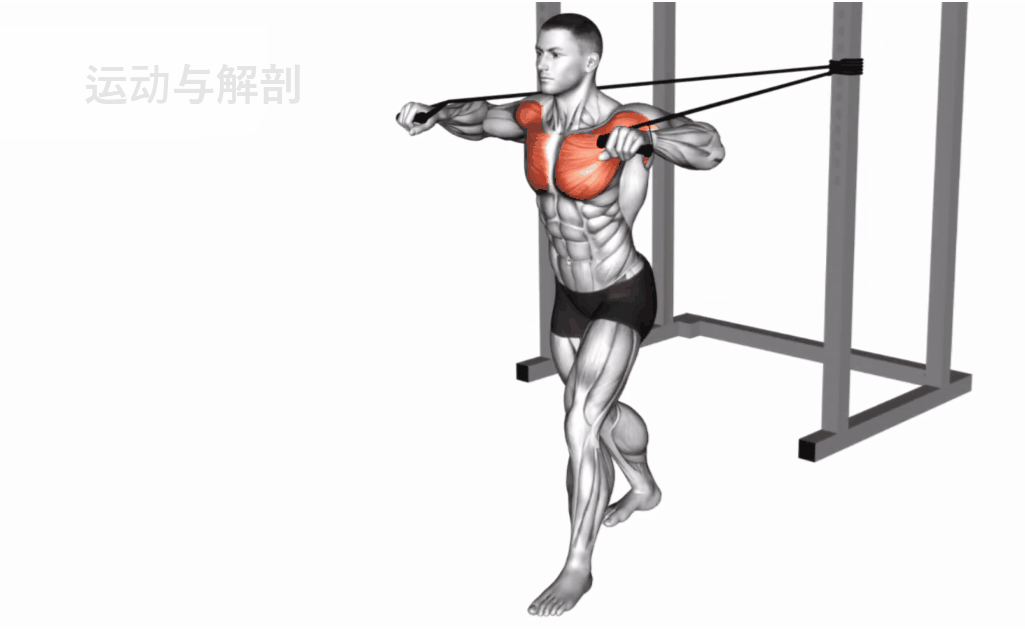 弹力绳健身③——手臂肌肉群_目标_训练_运动