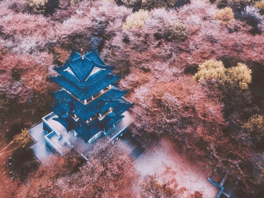 油菜花_樱花树_桃花
