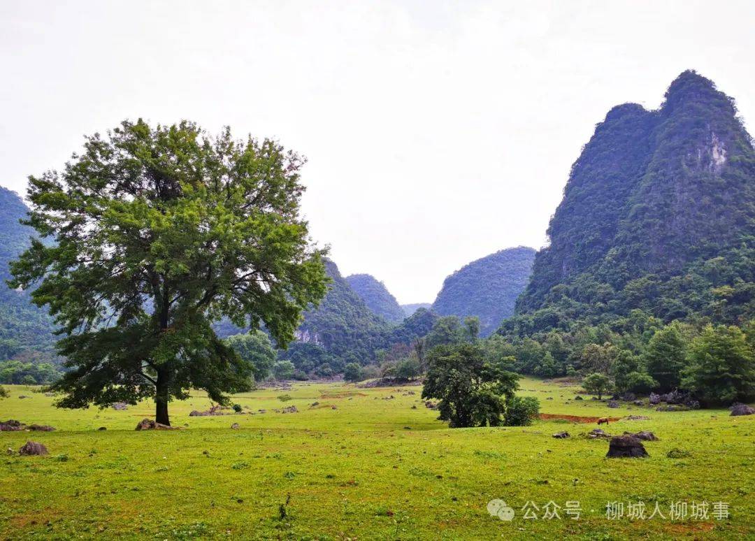 柳城香格里拉你去过吗