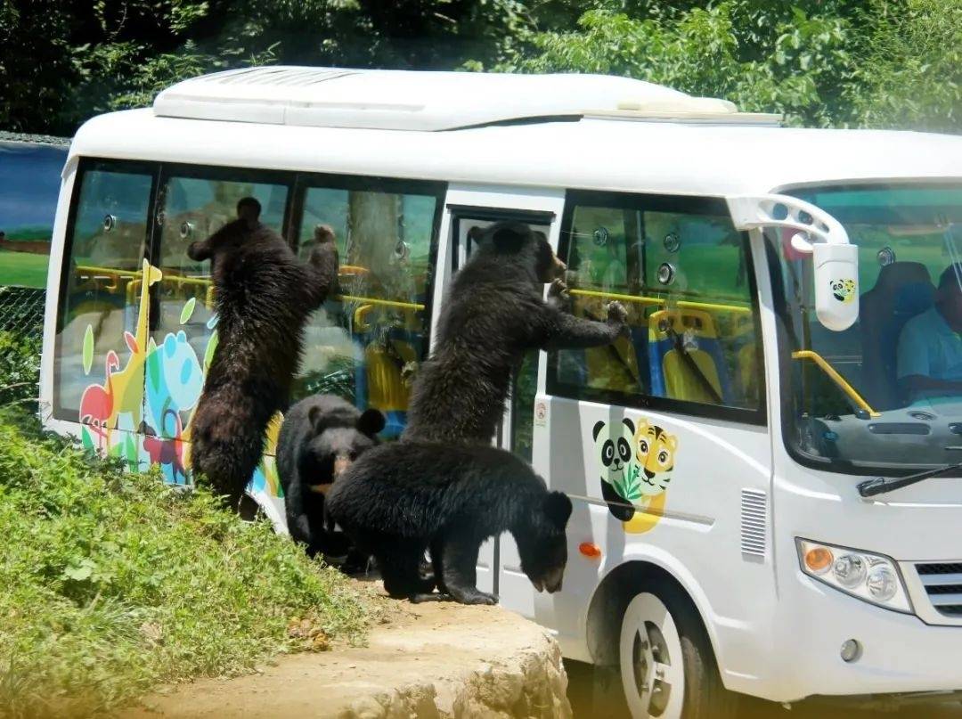 洛阳栾川竹海野生动物园:对河南省外游客全免费开放