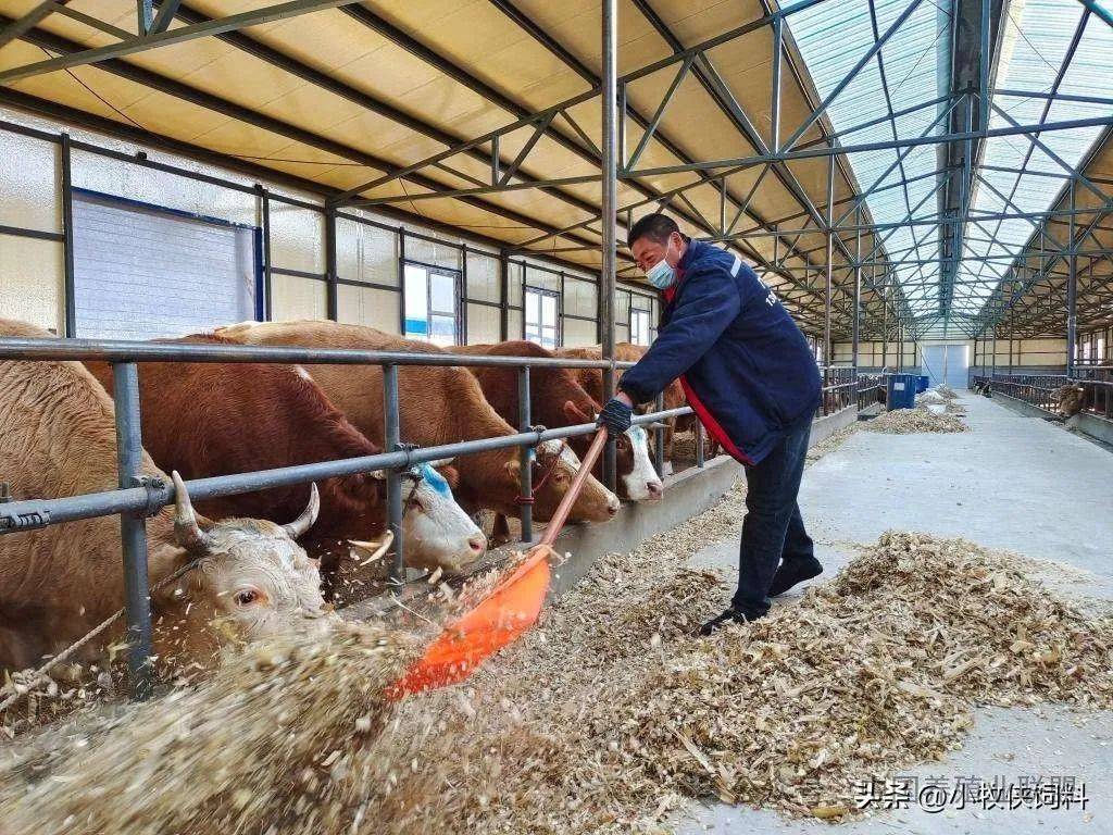 肉牛养殖前景(肉牛养殖前景与预测)