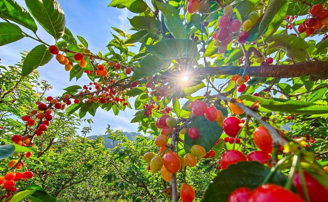 "花果经济"持续绽放 四川米易县如何走好农文旅融合"花路"|走花路
