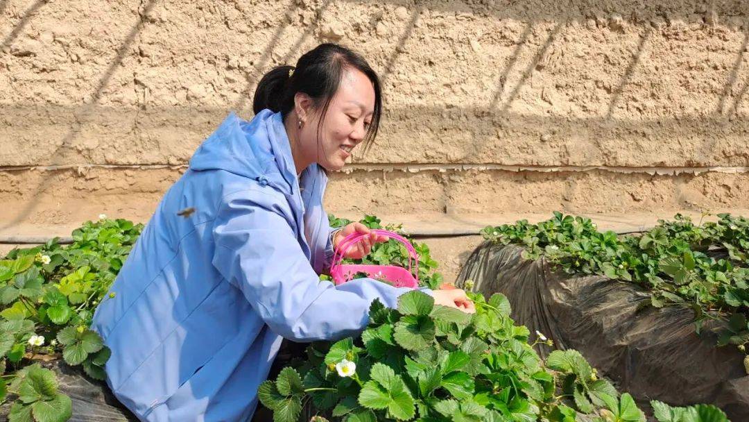 靖远县北湾镇新坪村草莓采摘园里,一垄垄草莓长势喜人 ,红的,白的,粉