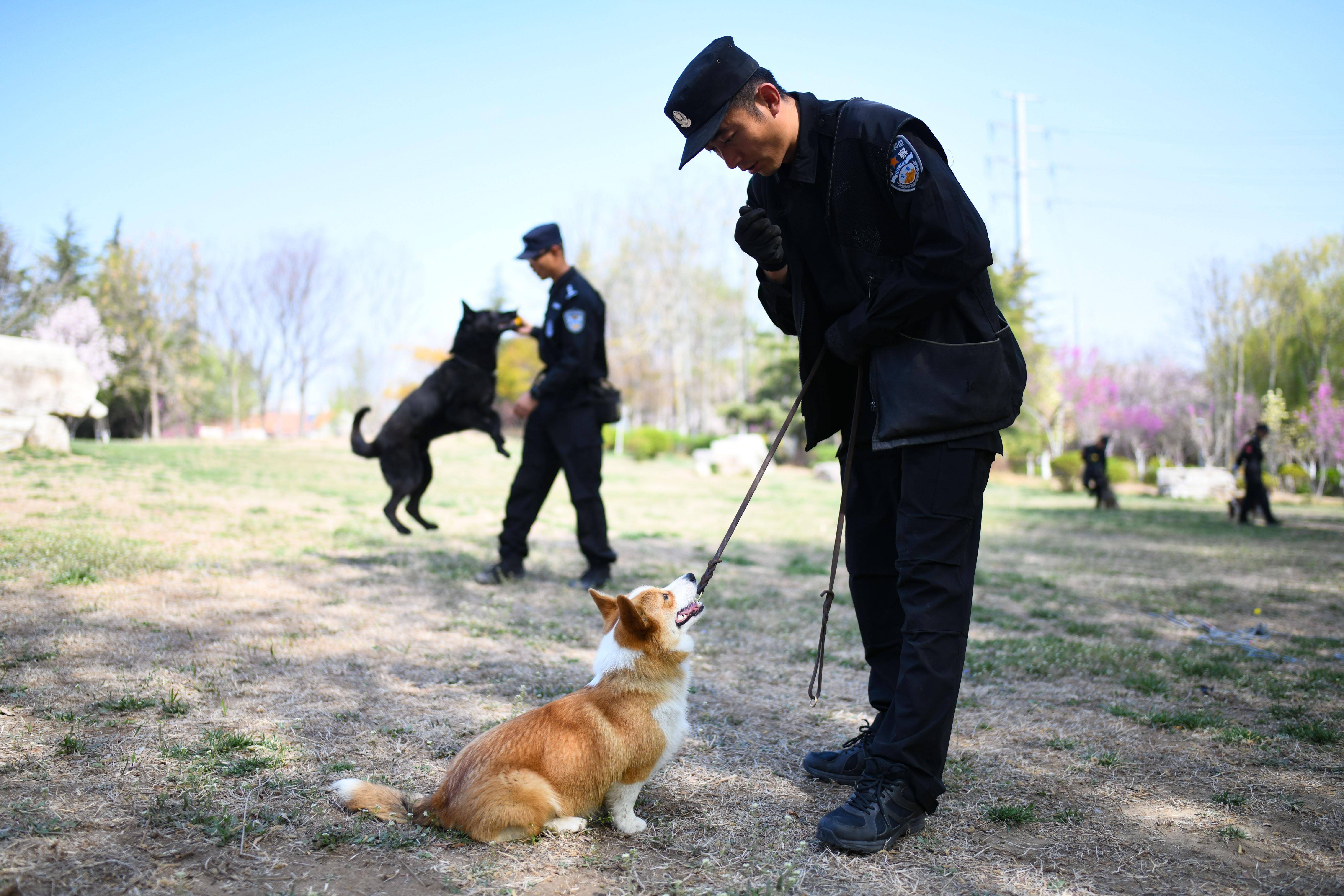 4月7日,在训导员的带领下,"福仔"与战友们一起外出巡逻.