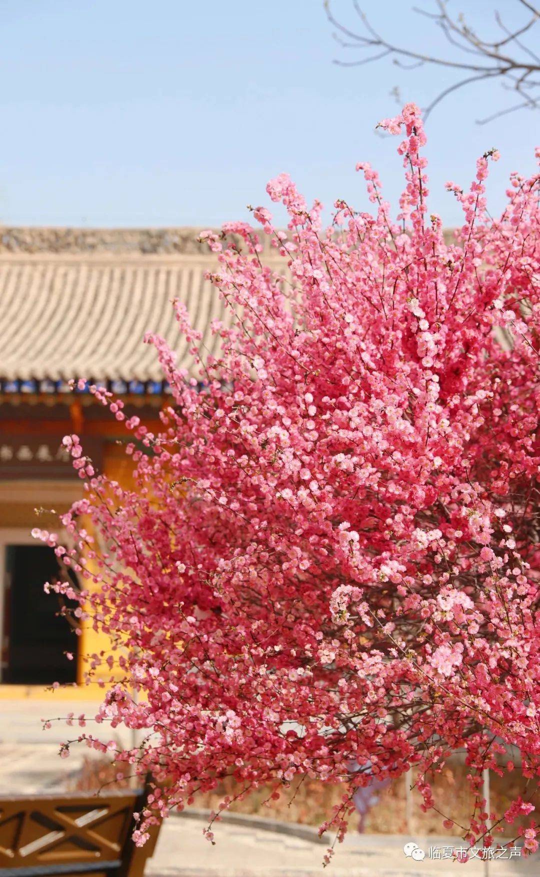 春天何地不浪漫,花城何处不飞花69_临夏_城市_丁香