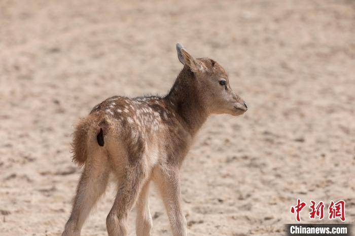 塞外明珠乌梁素海第一头麋鹿宝宝诞生