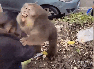 猴子_袭击_村民