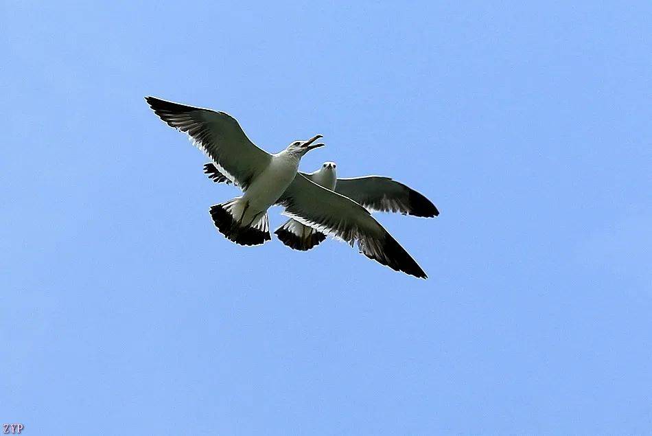 千姿百态的海鸥