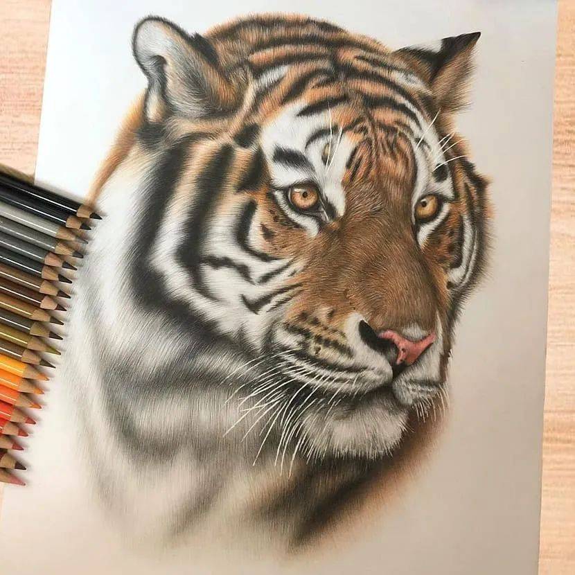 超细腻的动物彩铅手绘作品