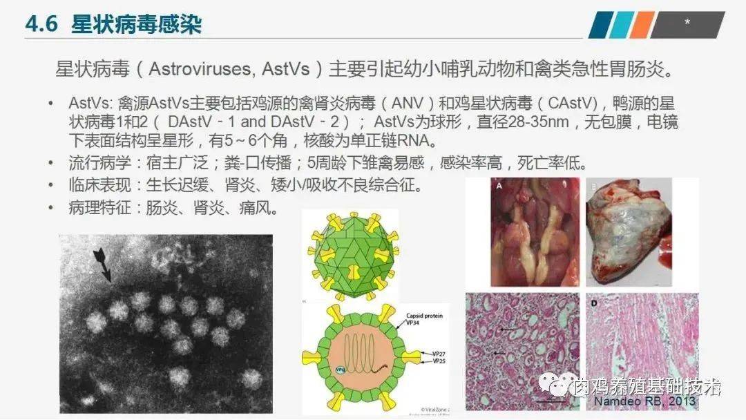 家禽病毒性免疫抑制病诊断及仿制技术