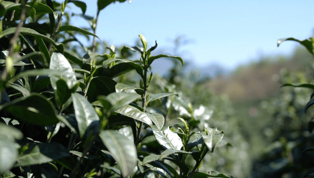 大关明前茶香漫溢出高山峡谷
