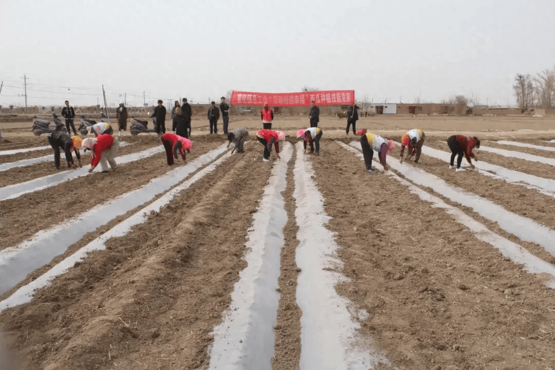 新时代文明实践高台县宣化镇西瓜地里赛技能春耕场上献爱心