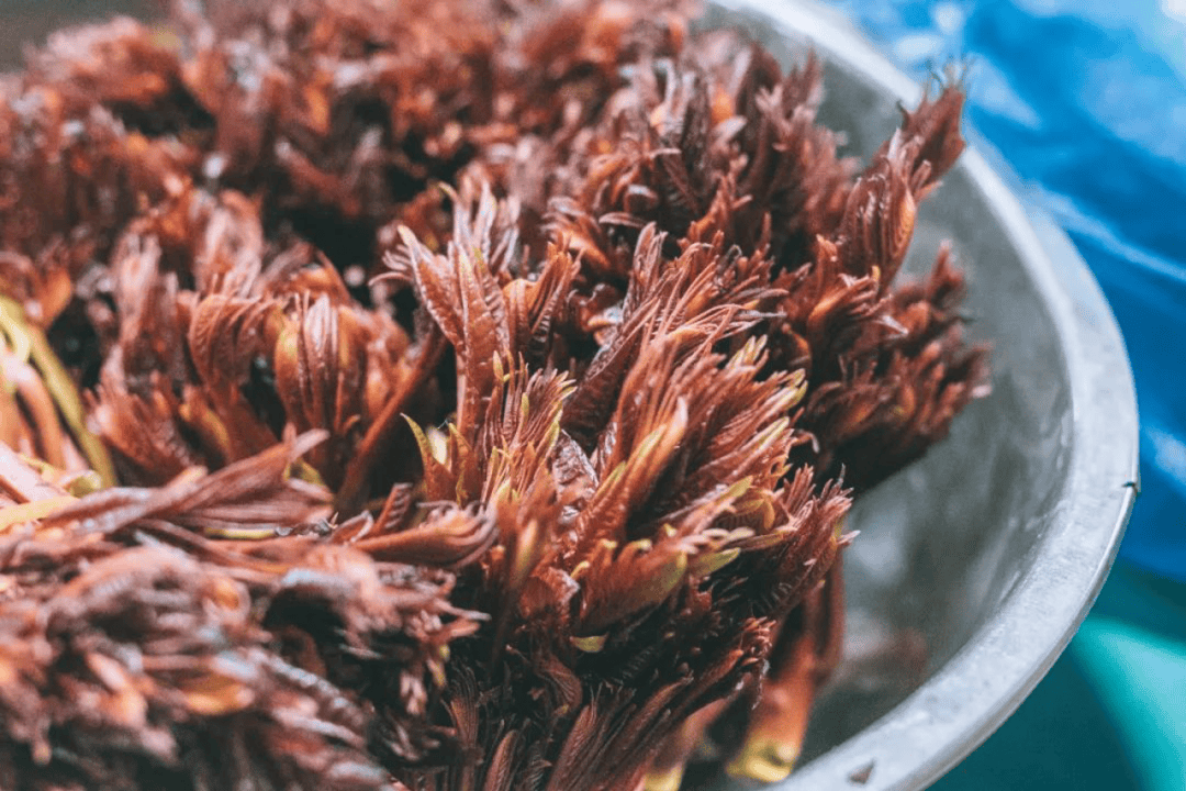 组团去打野再来尝一口乐昌人儿时的野菜盛宴