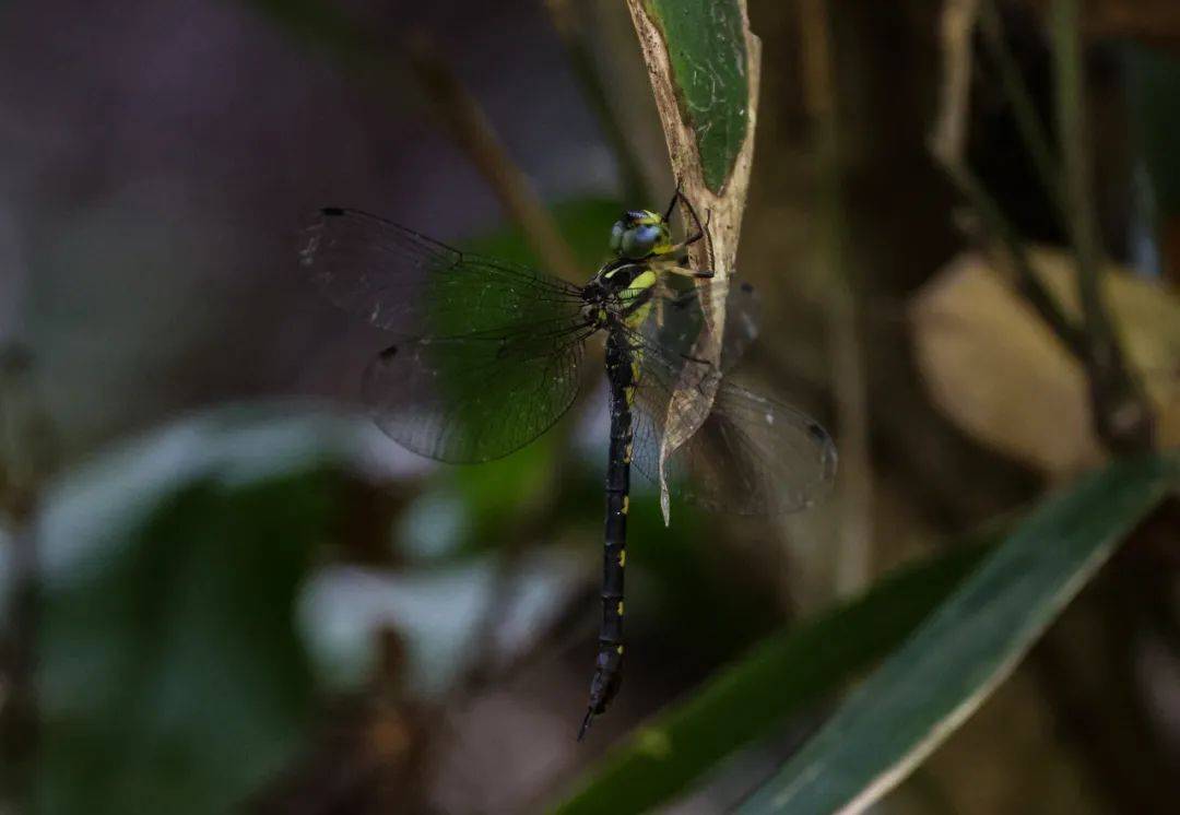 罕见肇庆发现的这些是啥